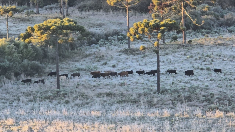 VACAS NO FRIO SC