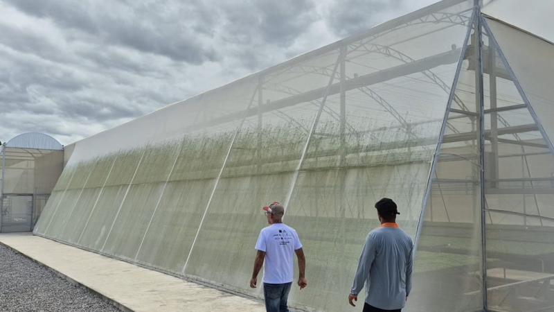 Viveiro para mudas de melancia