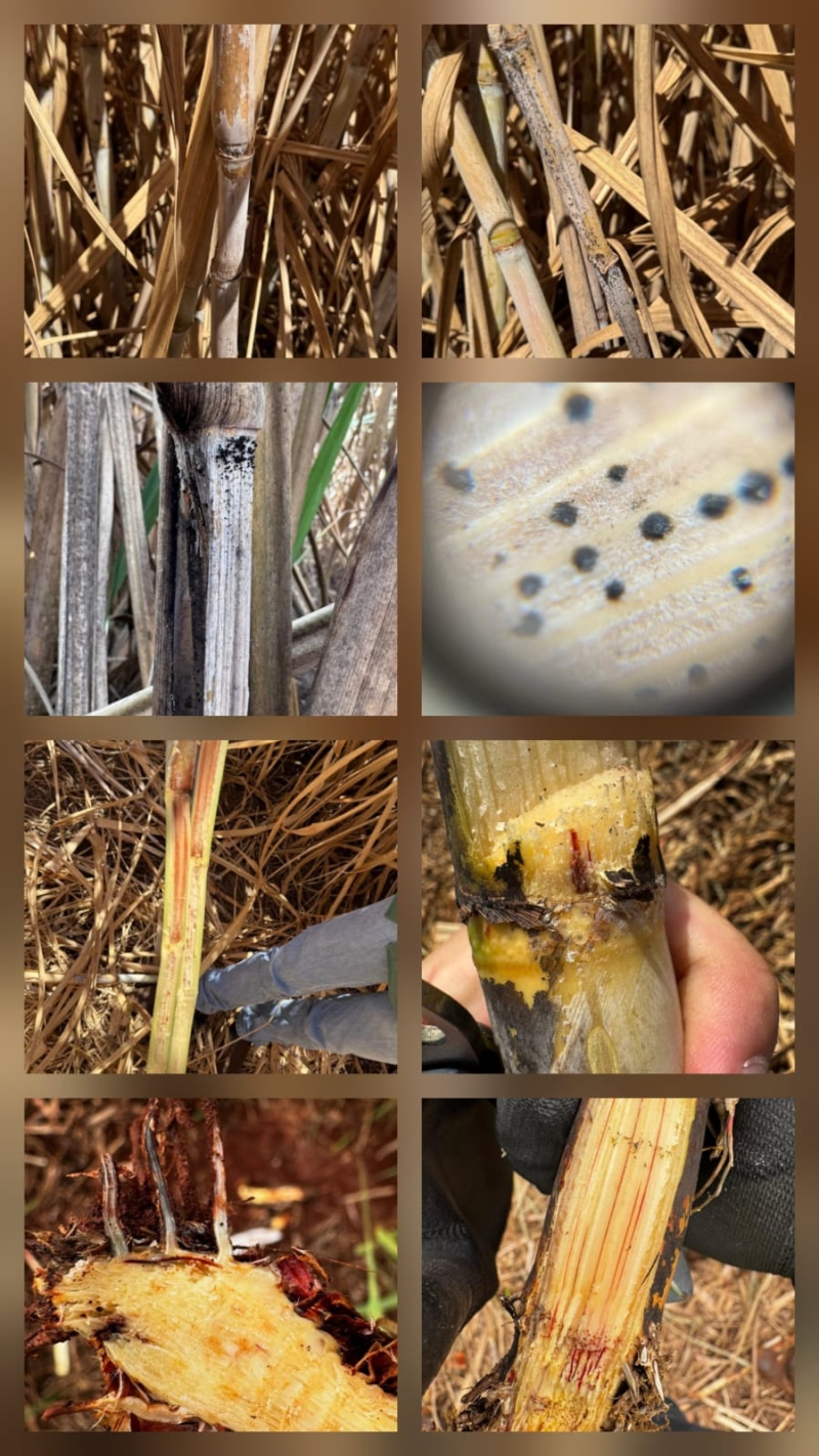 WhatsApp Image 2025-09-26 at 16.07.18