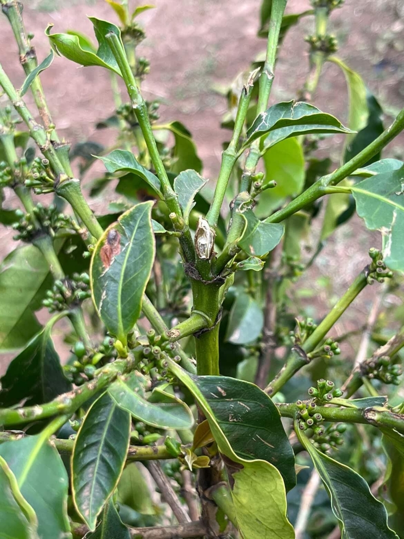 WhatsApp Image 2025-11-07 at 11.57.14 (1)