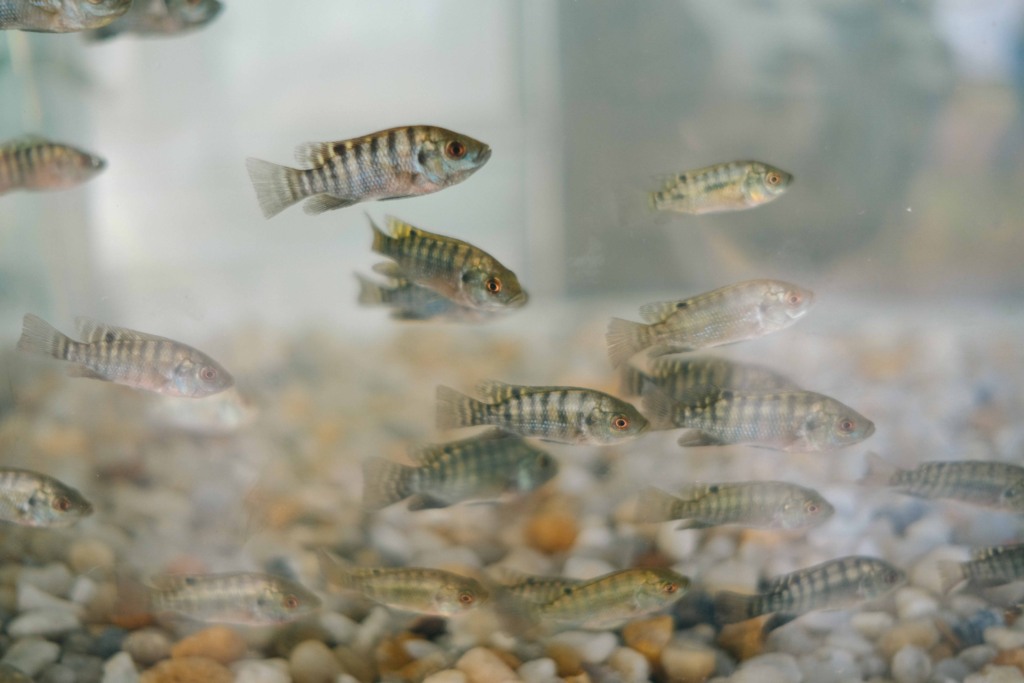 Preços da tilápia registram alta moderada nas principais regiões produtoras