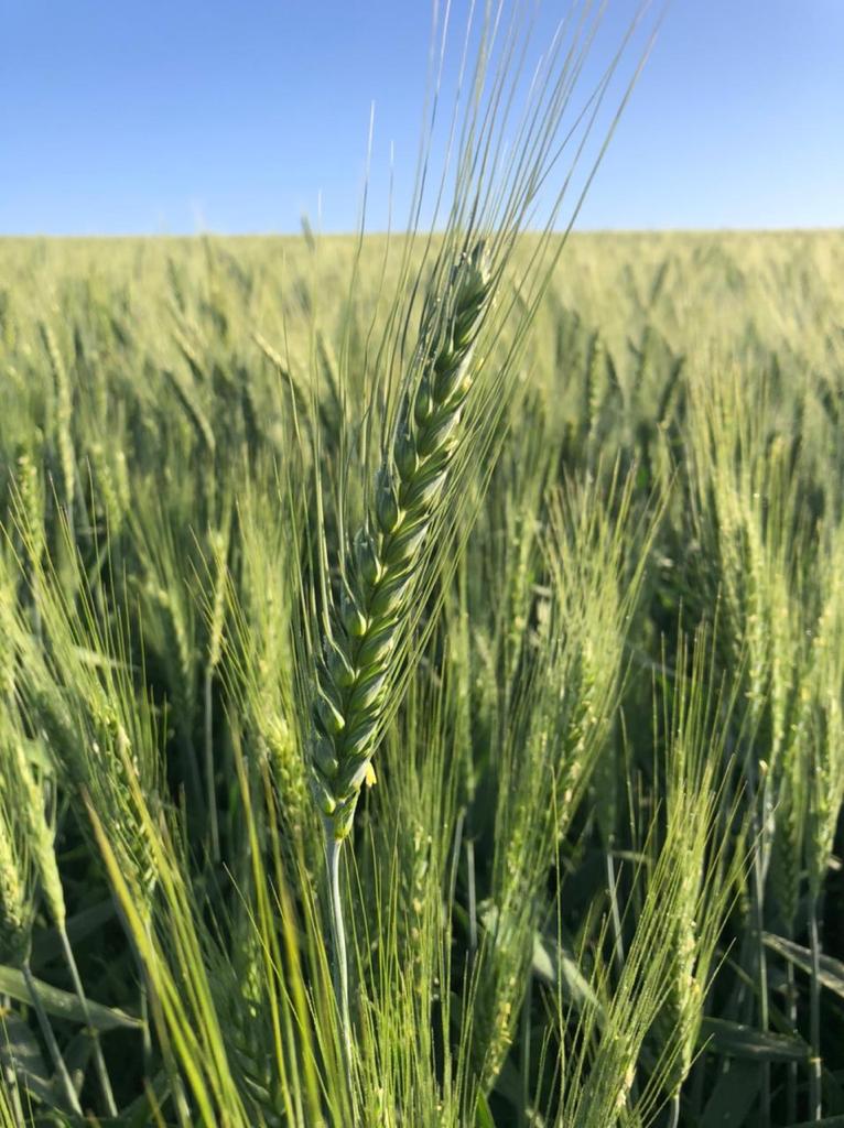 Trigo abre com desempenho misto na Bolsa de Chicago nesta quinta-feira(26).