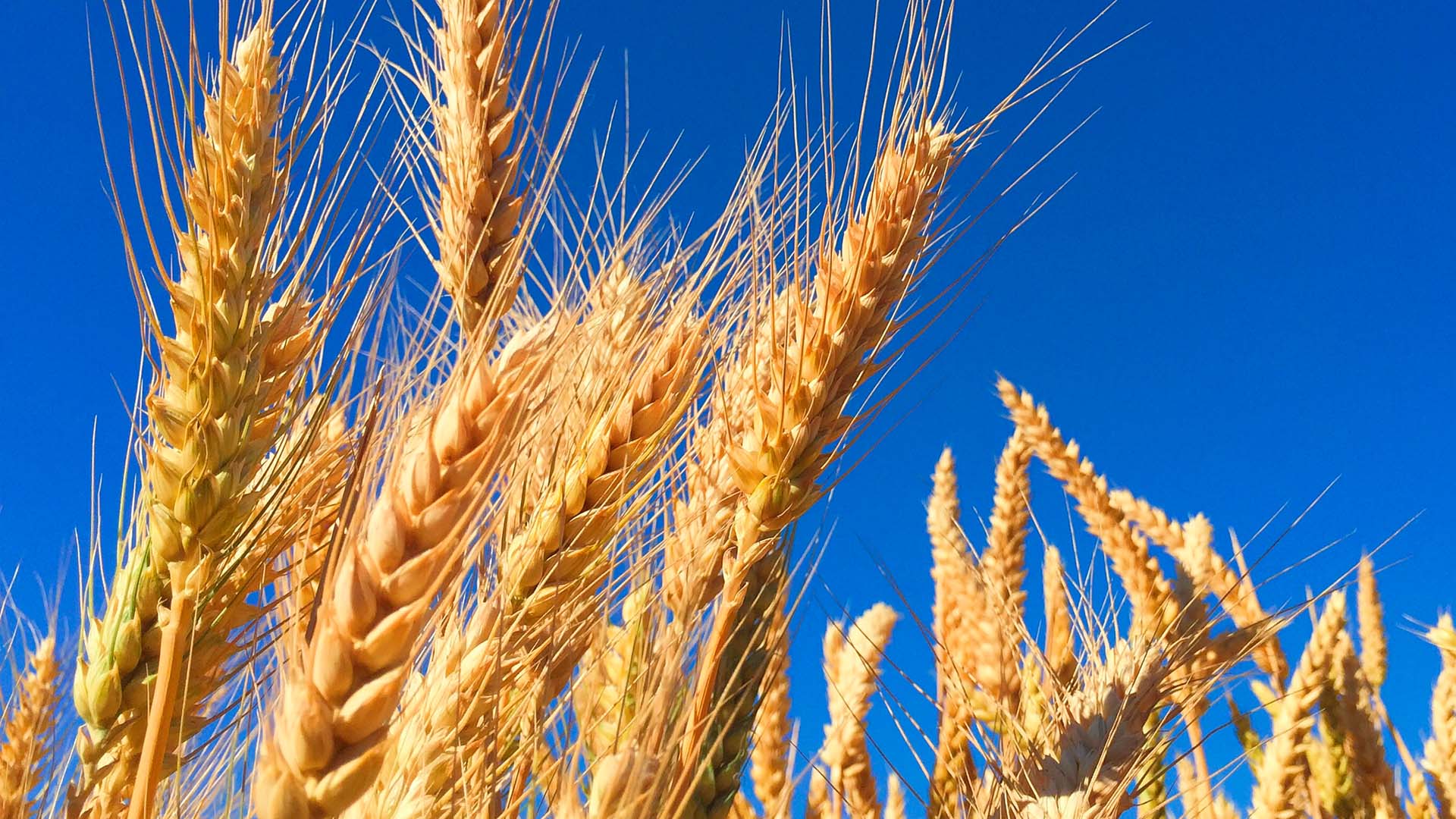 Trigo abre em alta e cenário na Argentina acende alerta para preços no Brasil