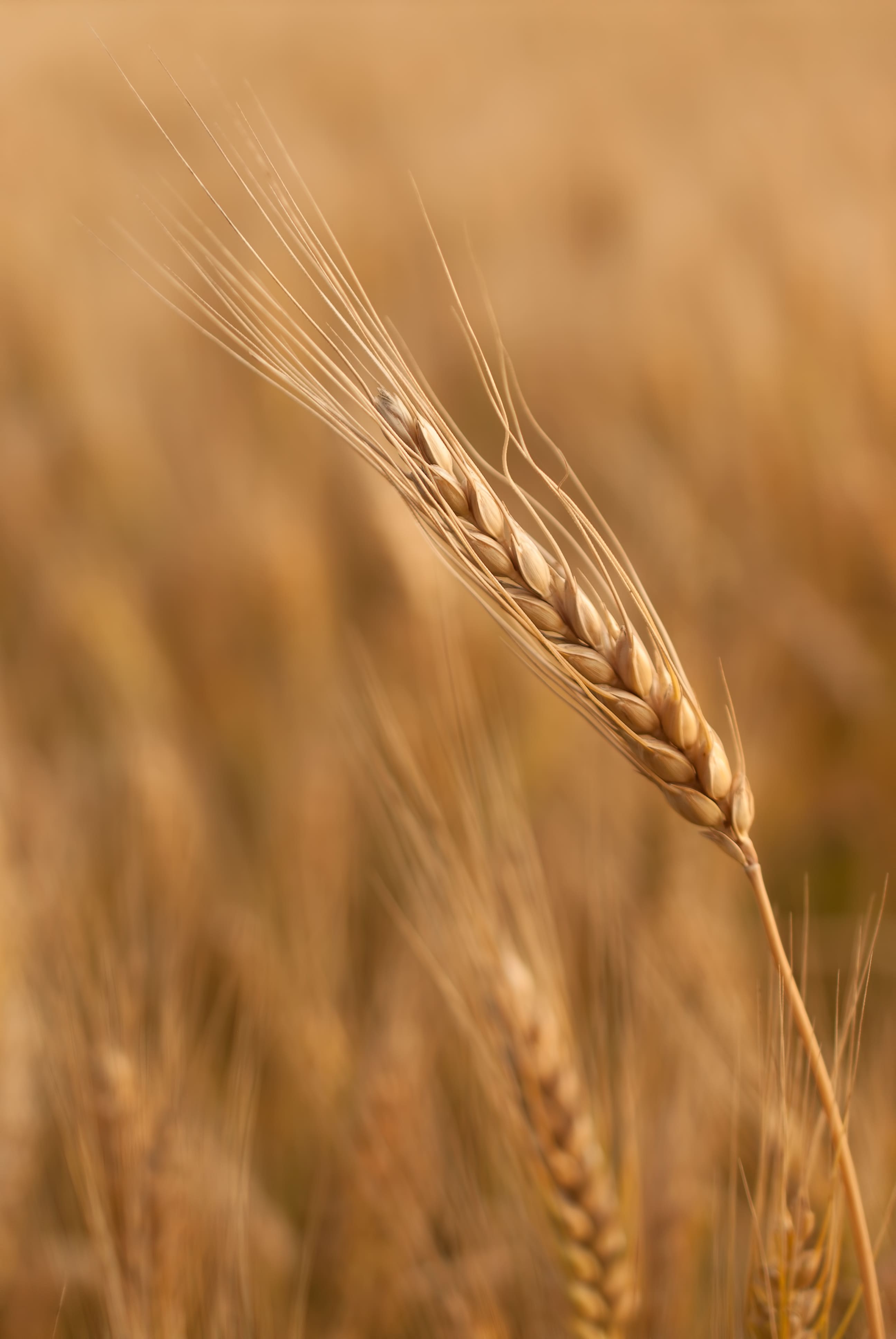 Trigo abre semana em queda na Bolsa de Chicago com mercado atento ao cenário global de oferta