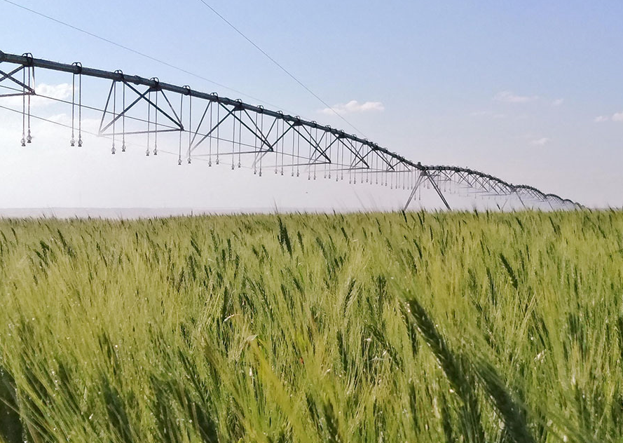 Trigo inicia terça-feira com reação em Chicago e mercado testa recuperação após volatilidade recente