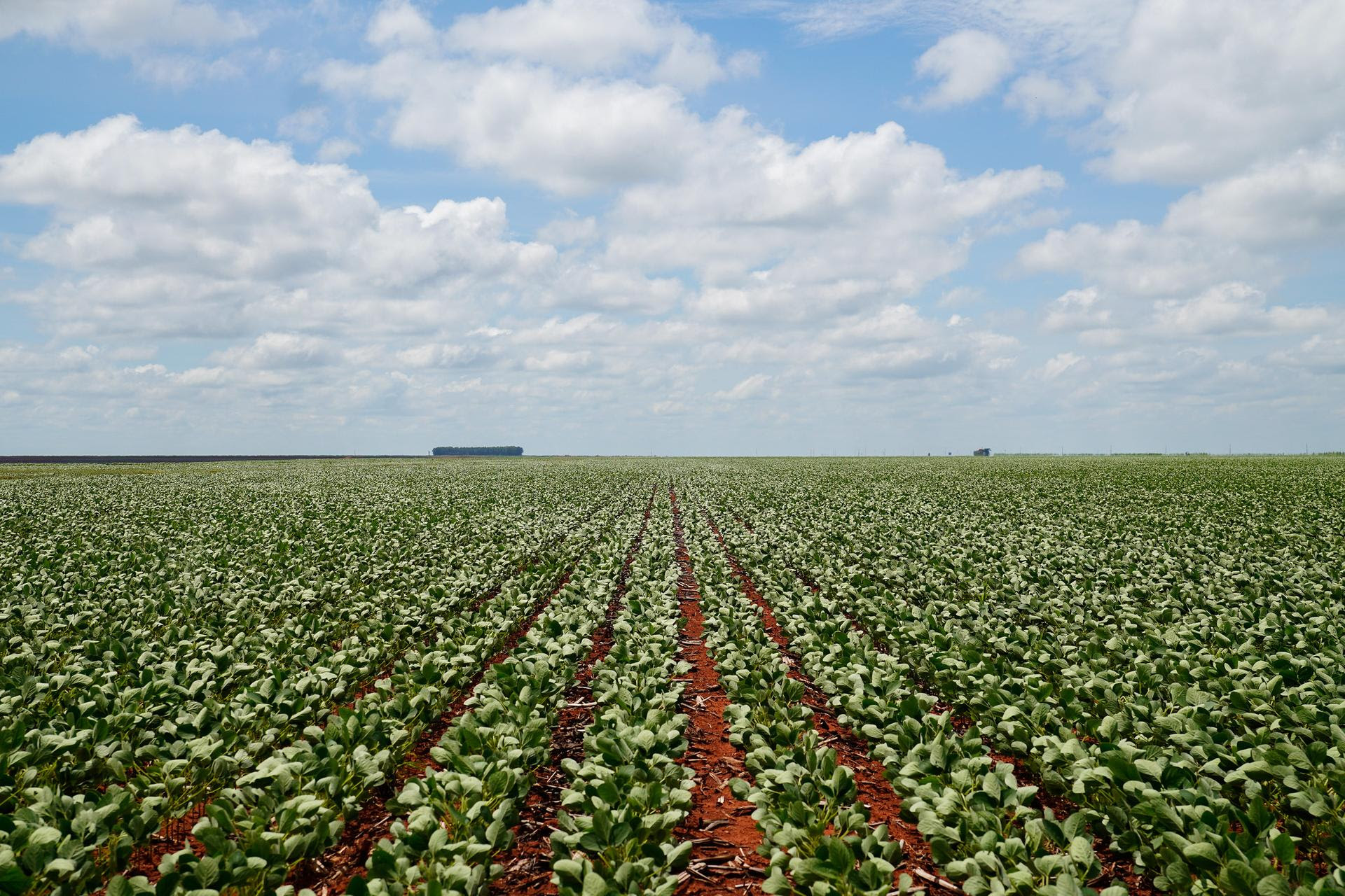 Produção de biodiesel cresce e Mato Grosso responde por 26% do volume nacional, aponta Imea