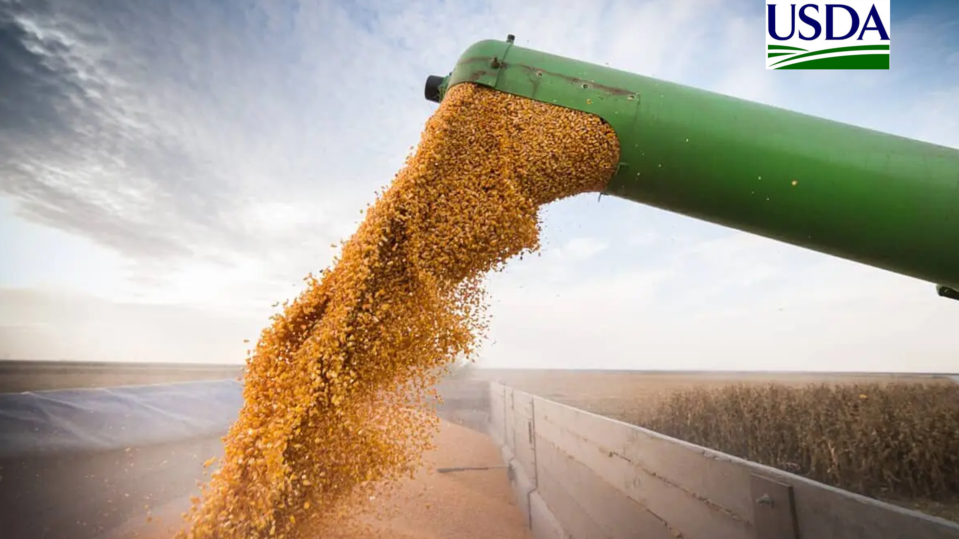 USDA: Vendas semanais de soja da safra 26/27 dos EUA superam expectativas do mercado