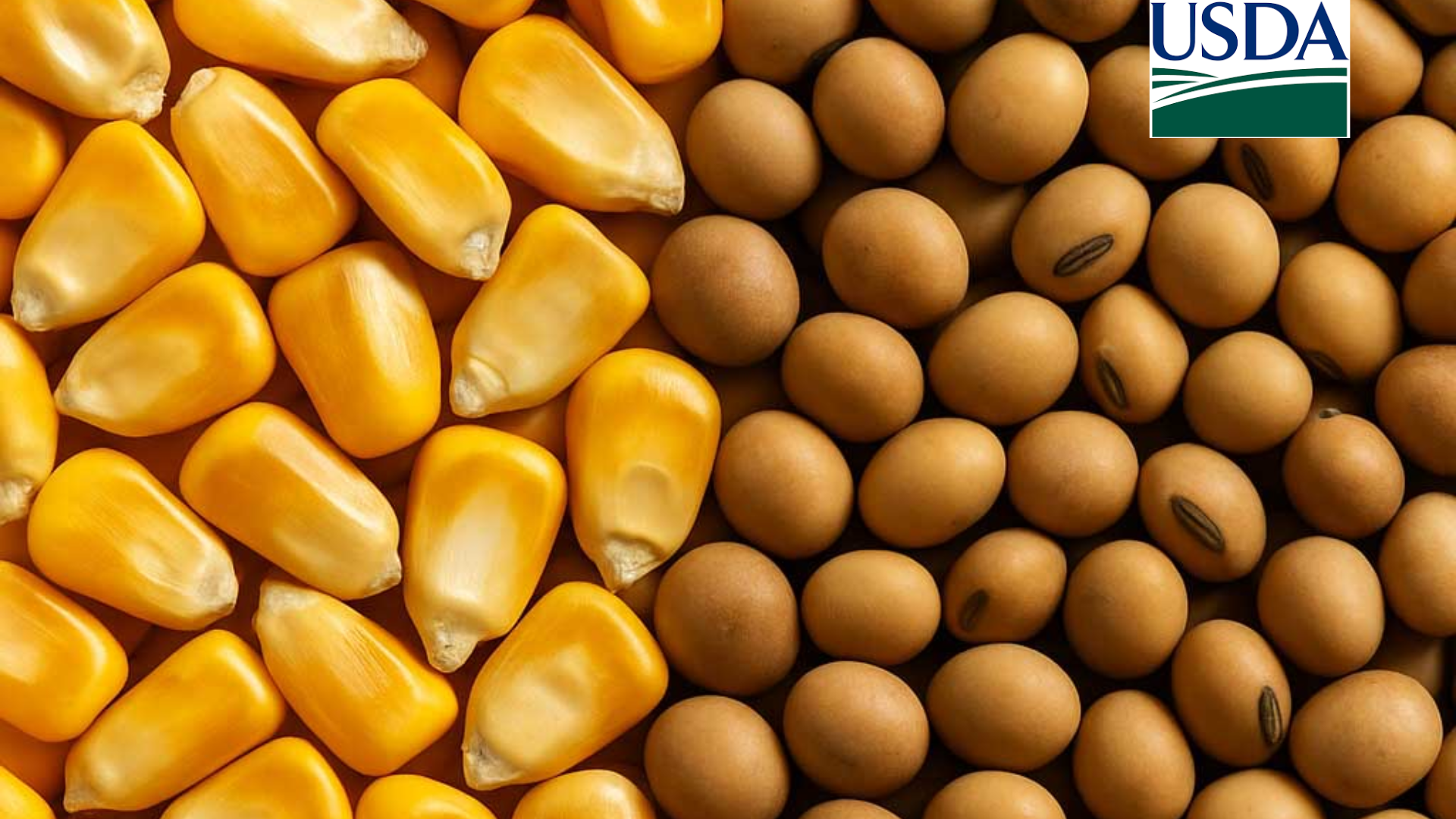 USDA: O que é preciso saber antes dos novos números? Atenção aos estoques de soja e milho