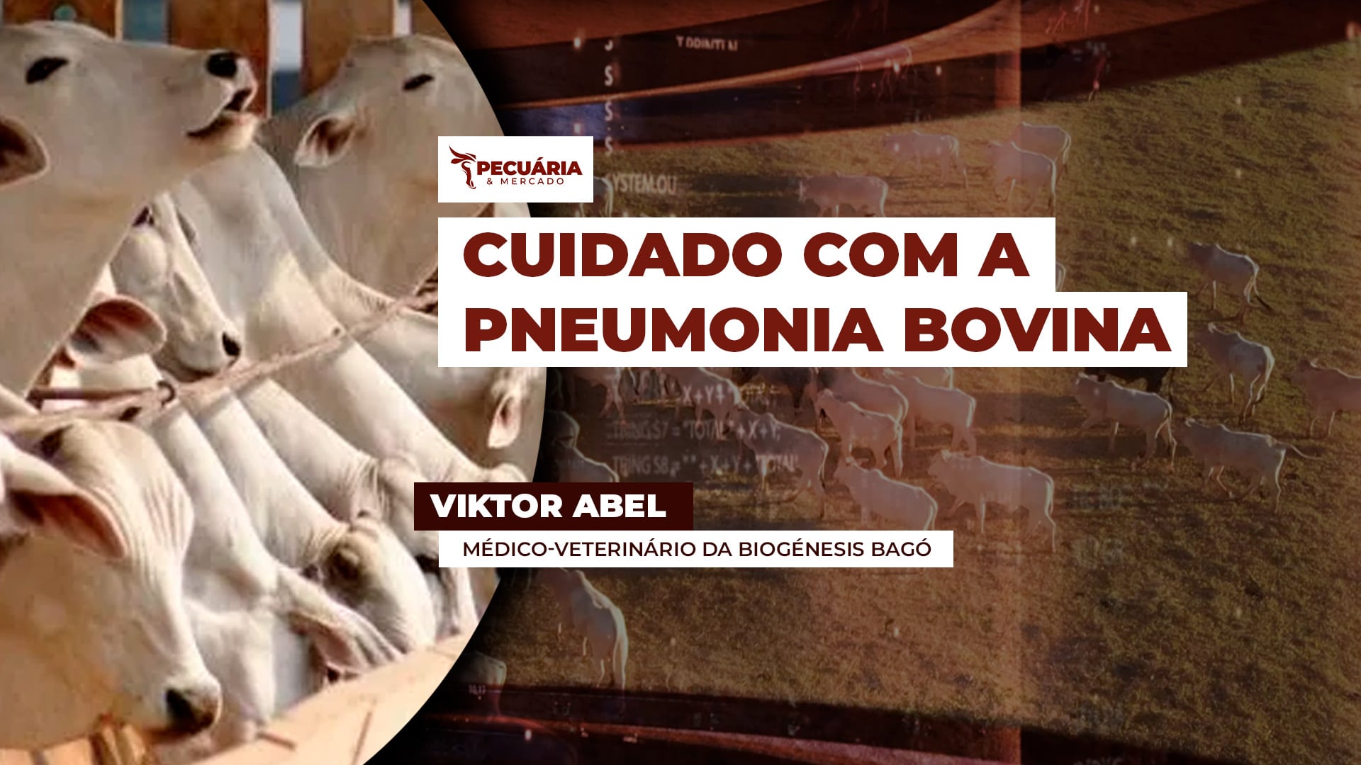 Pneumonia bovina é uma das principais causas de perdas produtivas em confinamentos