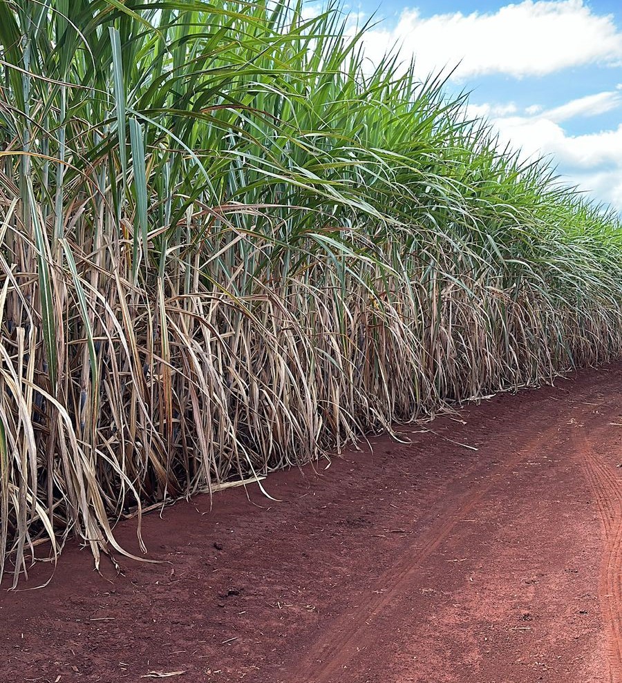 ORPLANA reúne cooperativas e alinha estratégias para o Cana Summit