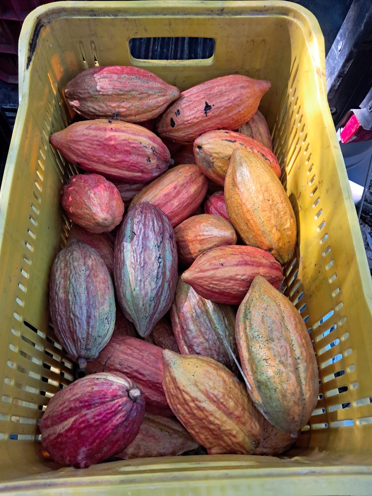 Chocolate terá novo padrão no Brasil: lei define percentual mínimo de cacau e muda regras de rotulagem